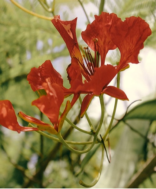 French Guiana
